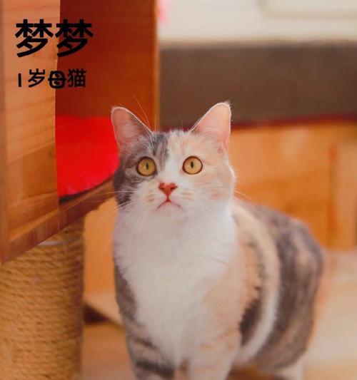 《猫宅97铲屎官》养成攻略大全（从萌新到猫奴）