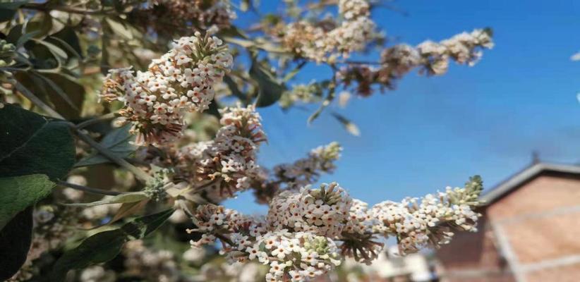 打造花园新宠——缺氧刺花种植全攻略（游戏化学习让你轻松掌握缺氧刺花养殖技巧）